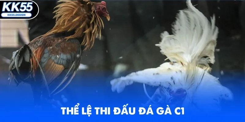 Các quy tắc cần nắm rõ khi tham gia chọi gà C1