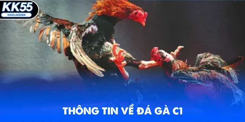 Thông tin giới thiệu về hình thức chọi gà C1
