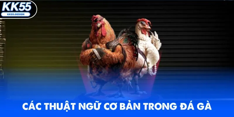 Thuật ngữ cơ bản thường xuất hiện trong đá gà trực tuyến